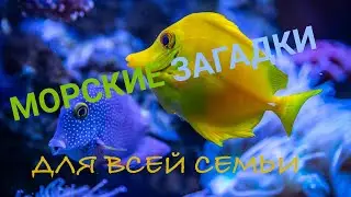 Морские загадки для всей семьи