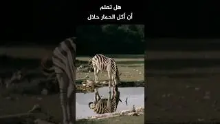 حكم أكل لحم الحمار؟