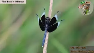 Pied Paddy Skimmer dragonfly | Kanha National Park
