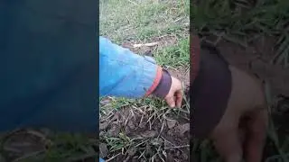 23 лютого 2020 р. Початок підживлення озимої пшениці