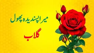 Urdu essay on my favourite flower ||میرا پسندیدہ پھول|| mazmoon || gulab || rose || red rose