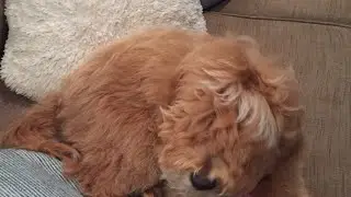 GETTING MY DOG BACK FROM HIS FREAKING HOTEL