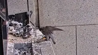 Falcon mom feeding first breakfast to chicks | 367 Collins Falcons | Nov 3, 2024