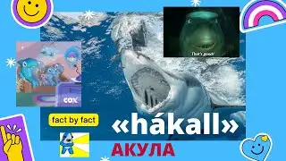 Топ интересных factов про акул
