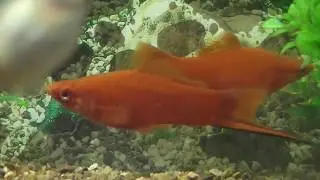 Из самки в самца