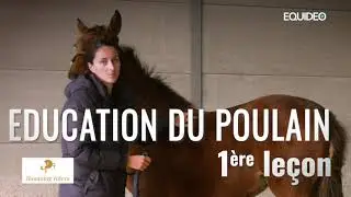 Si seulement tous les poulains recevaient cette éducation !