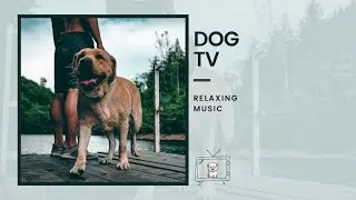 DOG TV : 8 HOURS Of Deep Separation Anxiety Helps Dogs Relax! Calming Music For Dogs!
