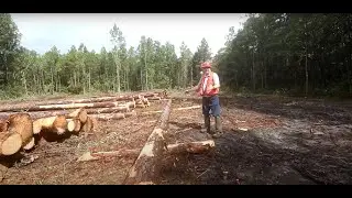 What Happens on a Timber Harvest?