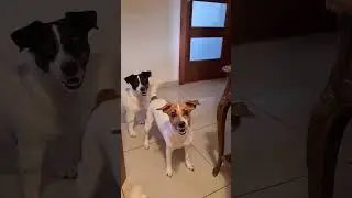 Поговорили! А меня возьмут гулять?