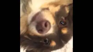 floppy puppy