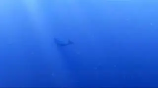 Maybe he only speaks whale?