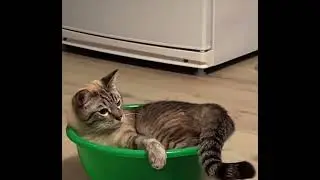 Любимая лежанка Тайсона