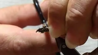 Pheasant tail
