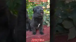 Black shepherd dog. Щенок немецкой овчарки. #shepherddog #shepherd #dogs #dog #puppydog #puppy #gsd