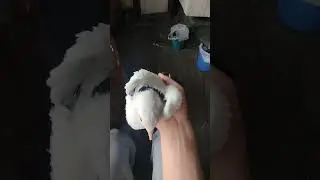 5 трофейный голубь 2024 #pigeon #birds #top #голуби #бойныеголуби #