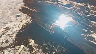 Fire with mirrors: a few days later - Always Ants