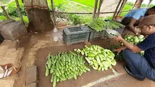 Fresh Vegetables at Bhapur Athagarh road | Buy home grown produces at best price