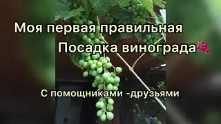 Моя первая посадка винограда