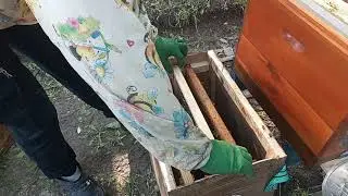 Пересадка роя 2021.Рой номер два. Пригород Харькова.