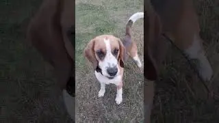 С Лордом на прогулке4#beagle#Lord#бигль#Лорд