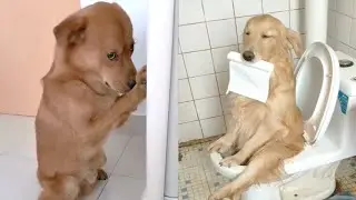 Cute Funny and Smart Dogs Compilation