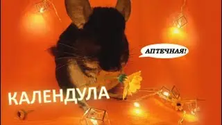 Аптечные травы. ОБЗОР. Календула для ШИНШИЛЛ.