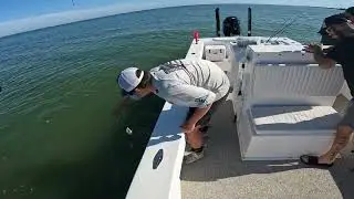 Valhallasent17 Snook snatchin pt4