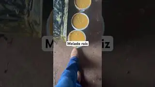 Melado raiz 