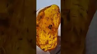 Рой с пауком. 40.3 грамма