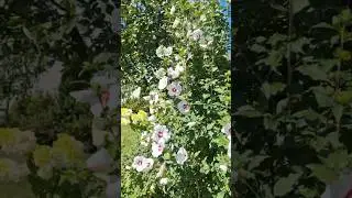 Частина саду. #квіти #flowers #garden #дачнийагроном #сад
