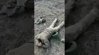 Мариуполь. Пленные всу.