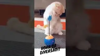 Gatos e cães se divertem 