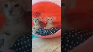 Прикольные котики - ориентальная кошка экзотическая порода