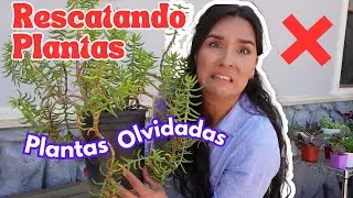 RESCATE de PLANTAS | Estaban OLVIDADAS