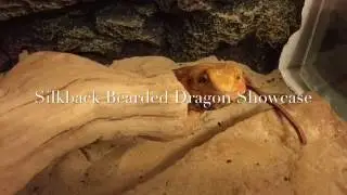 Silkback Bearded Dragon