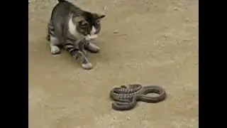 Кот против змеи