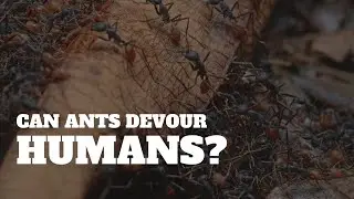Can Ants Eat a Whole Human At Once | Explained