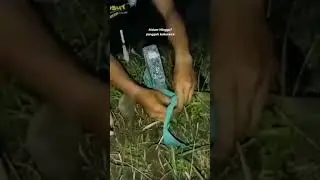 pengambilan sabuk hijau pl.       PSHT