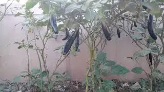 brinjal tree 🍆🍆🍆🍆🍆🍆🍆🍆 बैंगन के पेड़