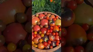 Tomato harvest 🍅🌿#urbangardening #nycgarden