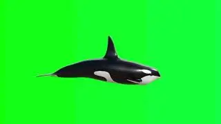 Green screen  Dolphins  Free Download  4K new Dolphin video