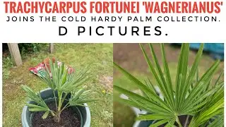 Trachycarpus fortunei 'Wagnerianus' joins the palm tree collection.