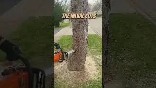 Watch this tree fall like a pro 🌳 #short #shorts #shortvideo #shortsvideo #tree
