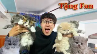 Dương KC | Tôi Đã Tặng Mèo Con Dễ Thương Cho Fan Hâm Mộ | I Gave Kittens to Fans