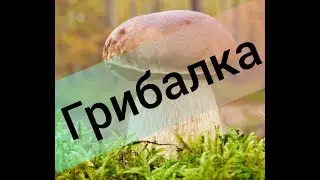 Съедобные грибы. Грибной день.Грибы Беларусь.Поход в лес.Белый гриб. Мухоморы в Беларуси. Поганки.