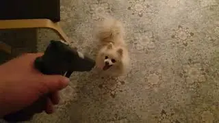 как умный шпиц просит поиграть🧸🧸