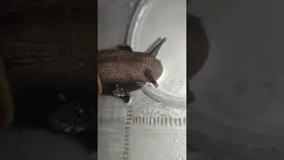 охатины пьют молоко, так то залипательно
