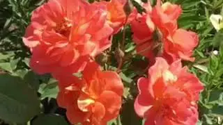 Роза Вестерленд (Westerland)