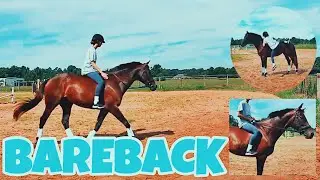 HOW TO BAREBACK (mounting, riding & jumping)