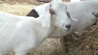 chilling with the King of Goats 2023 nov 25 new rey de chivos